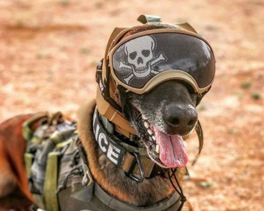 The U.S. Army Is Making Ear Protection for Its Very Good Boys
